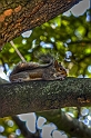 Lasciatemi qui, solo, sul mio albero... (St. James's Park)